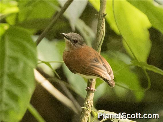 Chestnut Wattle-eye (Dyaphorophyia castanea)