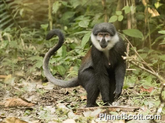 L'hoest's Monkey (Cercopithecus lhoesti)