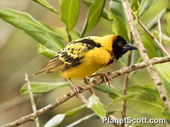 Village Weaver (Ploceus cucullatus)