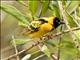 Village Weaver (Ploceus cucullatus) - Male