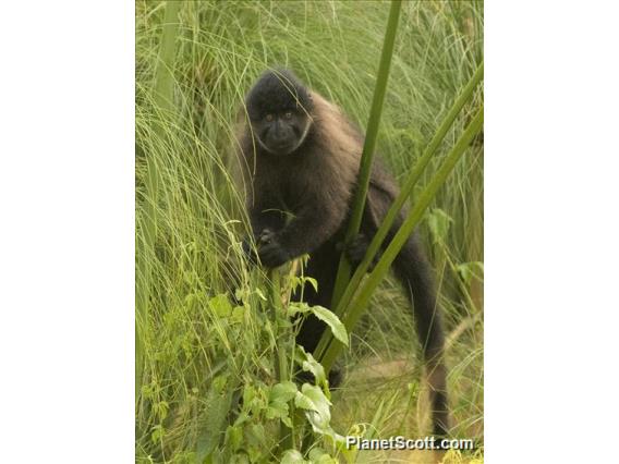 Ugandan Gray-cheeked Mangabey (Lophocebus ugandae)