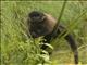 Ugandan Gray-cheeked Mangabey (Lophocebus ugandae)