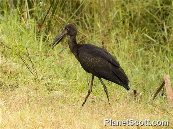 African Openbill (Anastomus lamelligerus)