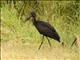 African Openbill (Anastomus lamelligerus)