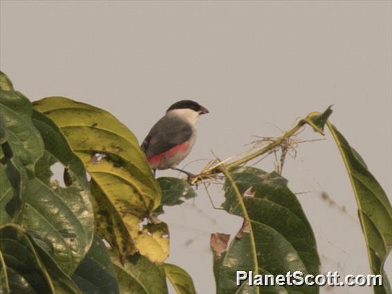 Black-crowned Waxbill (Estrilda nonnula)