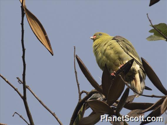 African Green-Pigeon (Treron calvus)