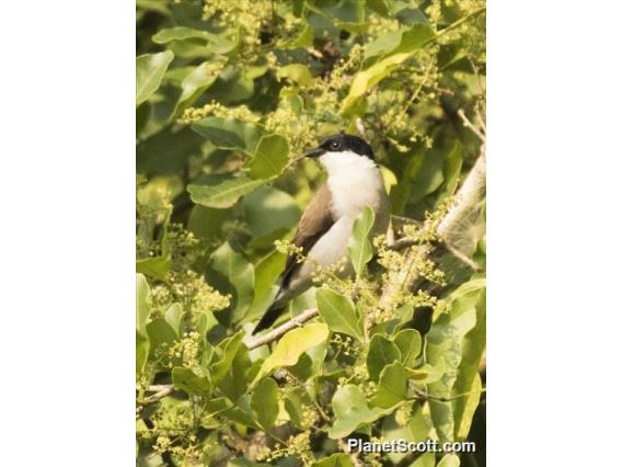 White-breasted Nigrita (Nigrita fusconotus)