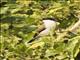 White-breasted Nigrita (Nigrita fusconotus)