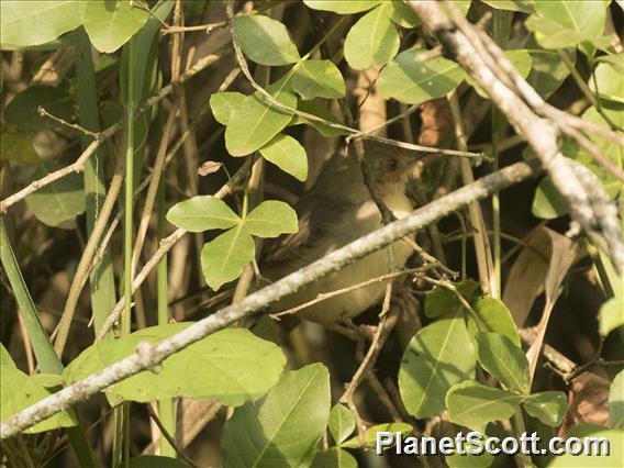 Red-faced Cisticola (Cisticola erythrops)