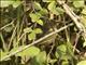 Red-faced Cisticola (Cisticola erythrops)