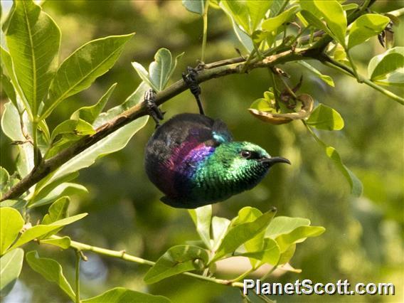 Purple-banded Sunbird (Cinnyris bifasciatus)