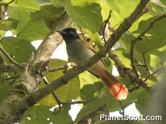 African Paradise-Flycatcher (Terpsiphone viridis)