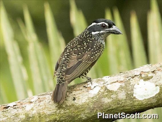 Hairy-breasted Barbet (Tricholaema hirsuta)