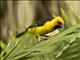 Black-necked Weaver (Ploceus nigricollis)