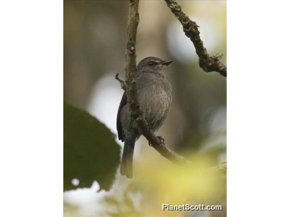 Ashy Flycatcher (Fraseria caerulescens)