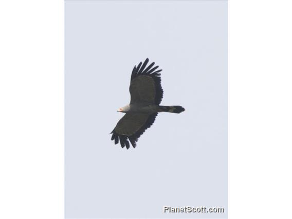 African Harrier-Hawk (Polyboroides typus)