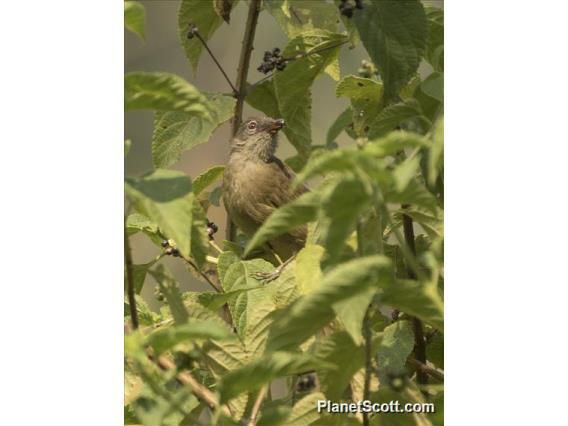 Honeyguide Greenbul (Baeopogon indicator)