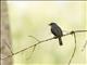 Dusky-blue Flycatcher (Bradornis comitatus)