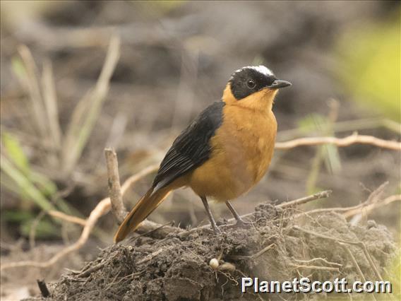 Snowy-crowned Robin-Chat (Cossypha niveicapilla)