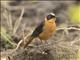 Snowy-crowned Robin-Chat (Cossypha niveicapilla)