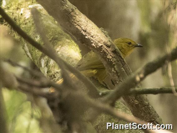 Joyful Greenbul (Chlorocichla laetissima)