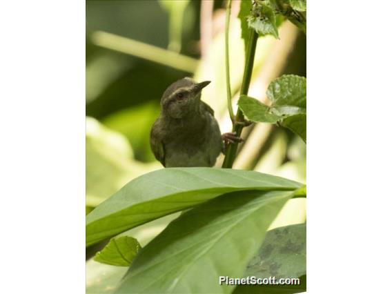 Green Crombec (Sylvietta virens)