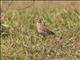 African Pipit (Anthus cinnamomeus)