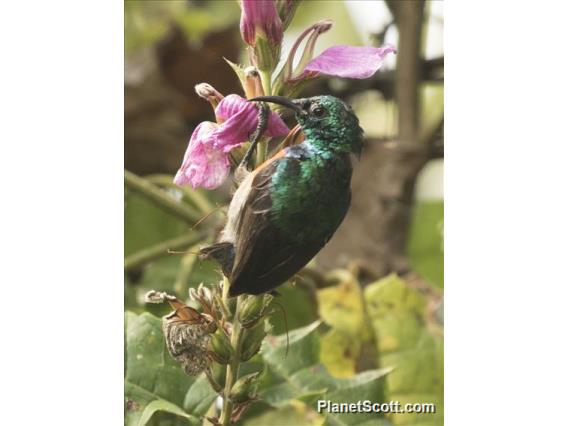 Olive-bellied Sunbird (Cinnyris chloropygius)