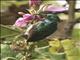 Olive-bellied Sunbird (Cinnyris chloropygius)