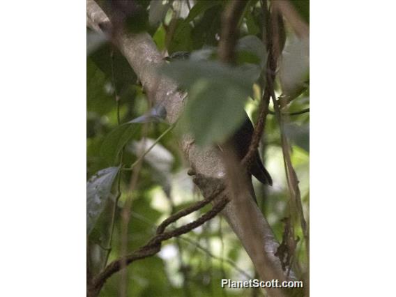 Dusky Long-tailed Cuckoo (Cercococcyx mechowi)