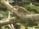 Boehms Bush Squirrel (Paraxerus boehmi)