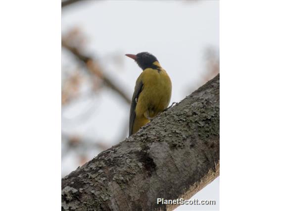 Western Black-headed Oriole (Oriolus brachyrynchus)