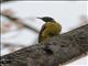 Western Black-headed Oriole (Oriolus brachyrynchus)