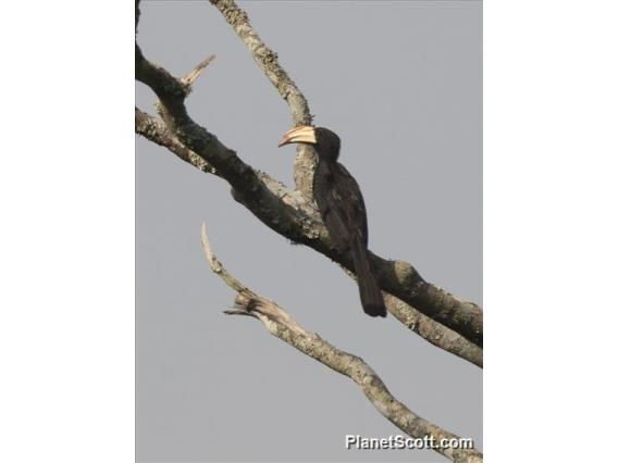 Congo Pied Hornbill (Lophoceros fasciatus)