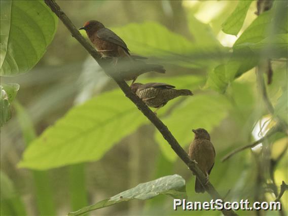 Jameson's Antpecker (Parmoptila jamesoni)