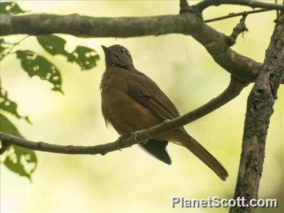 Red-tailed Ant-Thrush (Neocossyphus rufus)