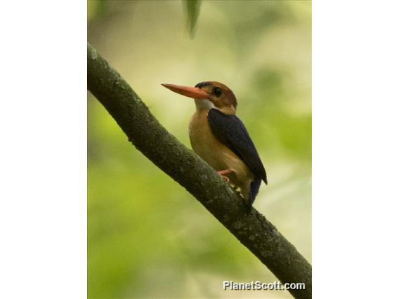 African Dwarf Kingfisher (Ispidina lecontei)