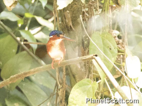 White-bellied Kingfisher (Corythornis leucogaster)