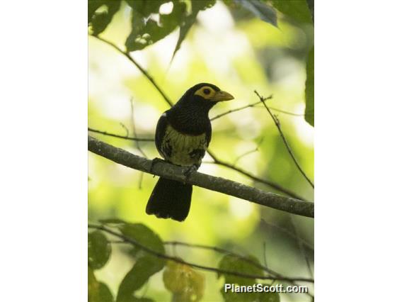 Eastern Yellow-billed Barbet (Trachylaemus purpuratus)