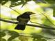 Yellow-billed Barbet (Trachyphonus purpuratus)