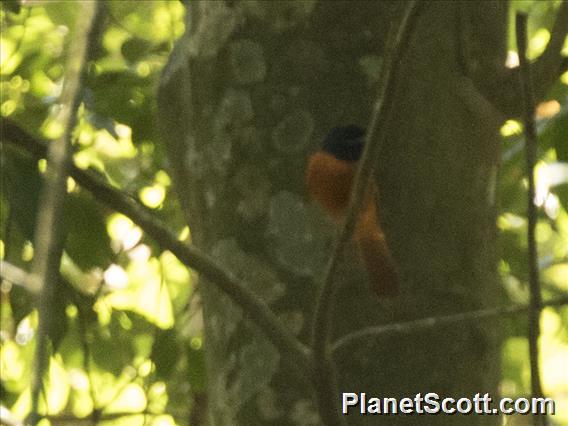 Black-headed Paradise-Flycatcher (Terpsiphone rufiventer)