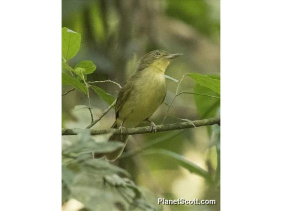 Xavier's Greenbul (Phyllastrephus xavieri)