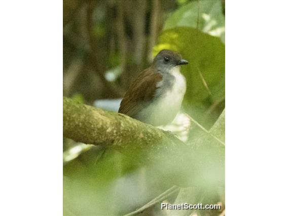 Fire-crested Alethe (Alethe castanea)