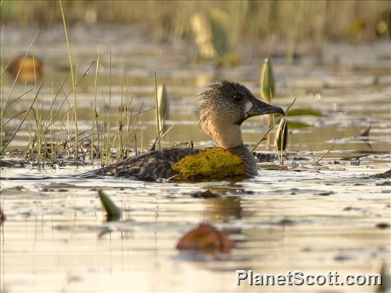 White-backed Duck (Thalassornis leuconotus)