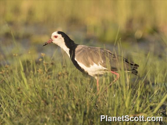 Long-toed Lapwing (Vanellus crassirostris)