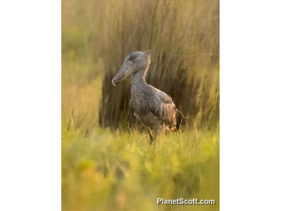 Shoebill (Balaeniceps rex)