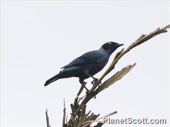 Splendid Starling (Lamprotornis splendidus)