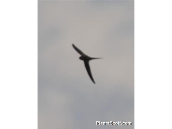 African Palm-Swift (Cypsiurus parvus)