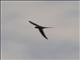 African Palm-Swift (Cypsiurus parvus)