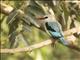 Woodland Kingfisher (Halcyon senegalensis)